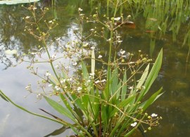 alisma-lanceolatum