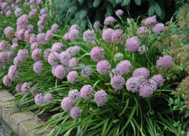 allium+summer+beauty+(1)