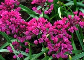 allium-gorolyubivyy-e1480776430627