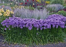 allium-millenium