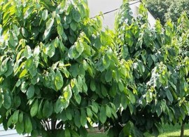 american-paw-paw-tree-1