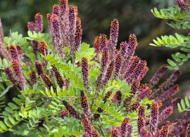 amorpha-fruticosa-3-saxifraga-bart-vastenhouw