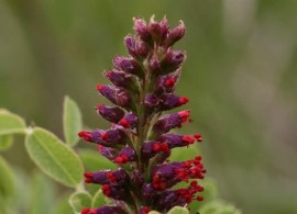 amorpha-nana-8725698-2