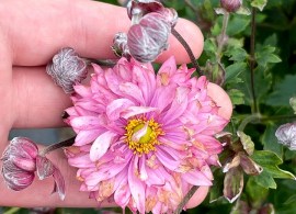 anemone-puff-pink-5
