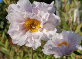 anemone_frilly_knickers_pp1