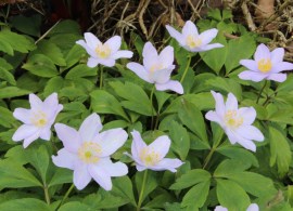 anemone_nemorosa_robinsoniana_3_1024x1024