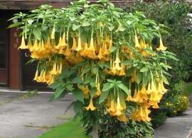 angel-trumpet-yellow-brugmansia-seeds-huge-fragrant-trumpet-flowers-seeds-garden-decoration-plant-30pcs-z73