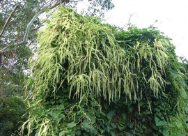 anredera_cordifolia89