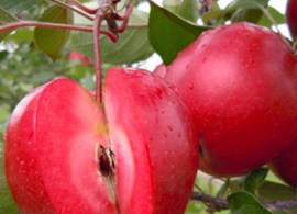 apple-redlove