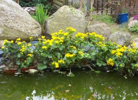 aqua-pond-caltha-palustris