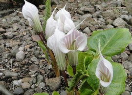 arisaema-cand-reduced-1000x675