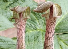 arisaema-nepenthoides-comp
