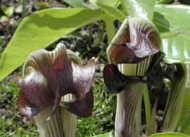 arisaema-ringens-comp