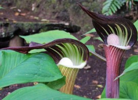 arisaema-seedlings