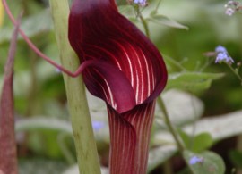 arisaema-speciosum-magnific
