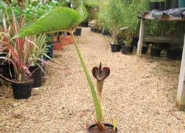 arisaema-speciosum-var-magnificum_2