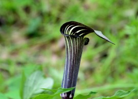 arisaema-tortuosum2