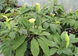 arisaema-tortuosum