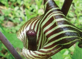 arisaema-triphyllum-jack-in-the-pulpit-ftimg-800x480
