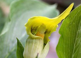 arisaema_flavum