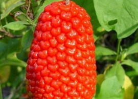 arisaema_japonica1