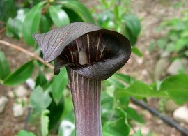 arisaemaserratum