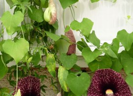 aristolochia-gigantea-aristoloche