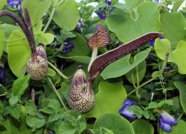 art_42002079