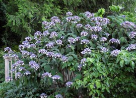 aspera-sargentiana