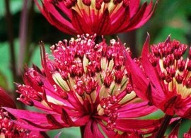 astrantia_collection_1014526-kopiya