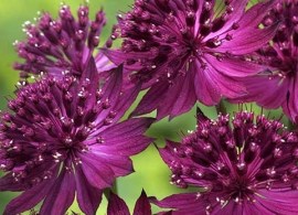 astrantia_collection_1014526