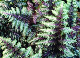 athyrium-niponicum-pewter-lace.i-pewter-lace
