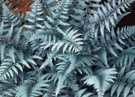 athyrium_ghost_ps_xlg-ghost-fern