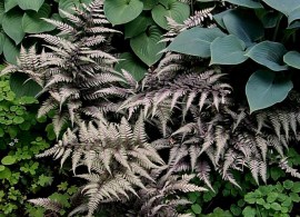 athyrium_regal_red_2