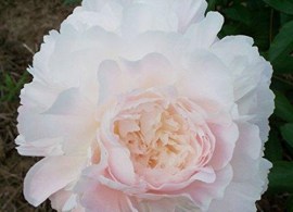 autens-pride-peony-double-pink-peony-root