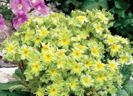 b2a17805c40fc25f7fe12a28610cd4a3--landscaping-plants-landscaping-ideas