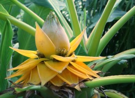 banan