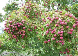 berry-tree-mary-ann-weger