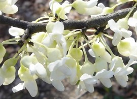 big_cercis_texas_white