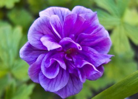 big_geranium_himalayense_plenum_2_