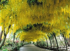 bodnant-garden-laburnum
