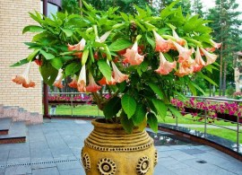 brugmansia_uhod