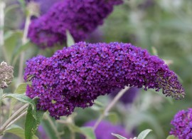 buddleja-davidii-darts-purple-rain6