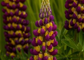 byliny-i-trawy_west-country_71867_1