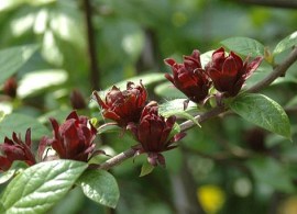 calycantuspou200508_446