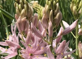 cam_leich_pink_stars_a