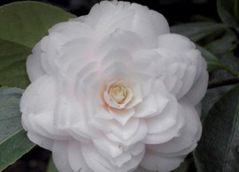 camelia-japonica-mont-blanc-