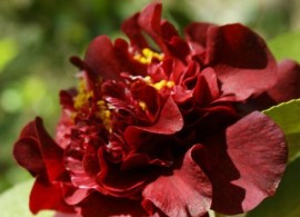 camellia-dark-nite-500