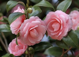 camellias