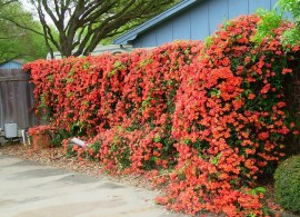 campsis-madame-galen-orange-trumpet-vine
